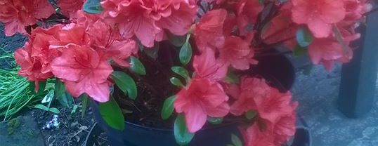 cropped living it 2