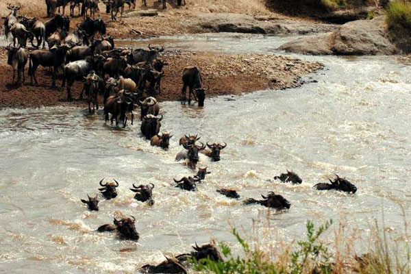 Wildebeest migration attracts thousands of tourists at the Coast