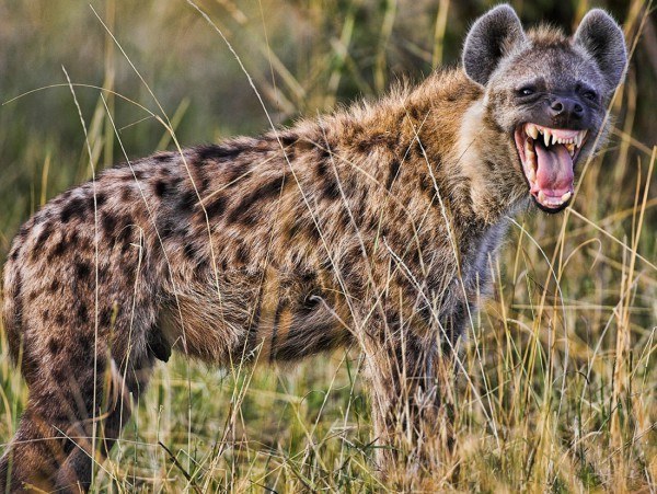 Hyena packs mauling Witeithie, Juja residents – warns DCI