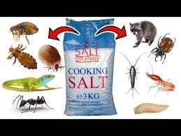 Cooking Salt