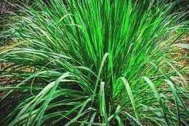 Lemon Grass