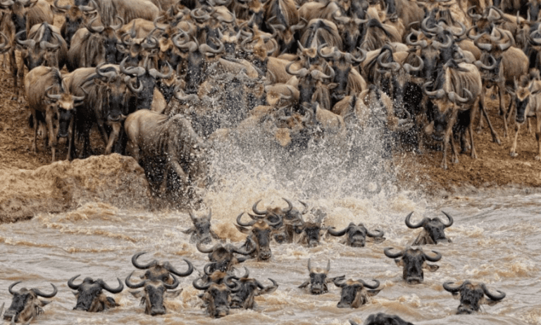 Wildebeest