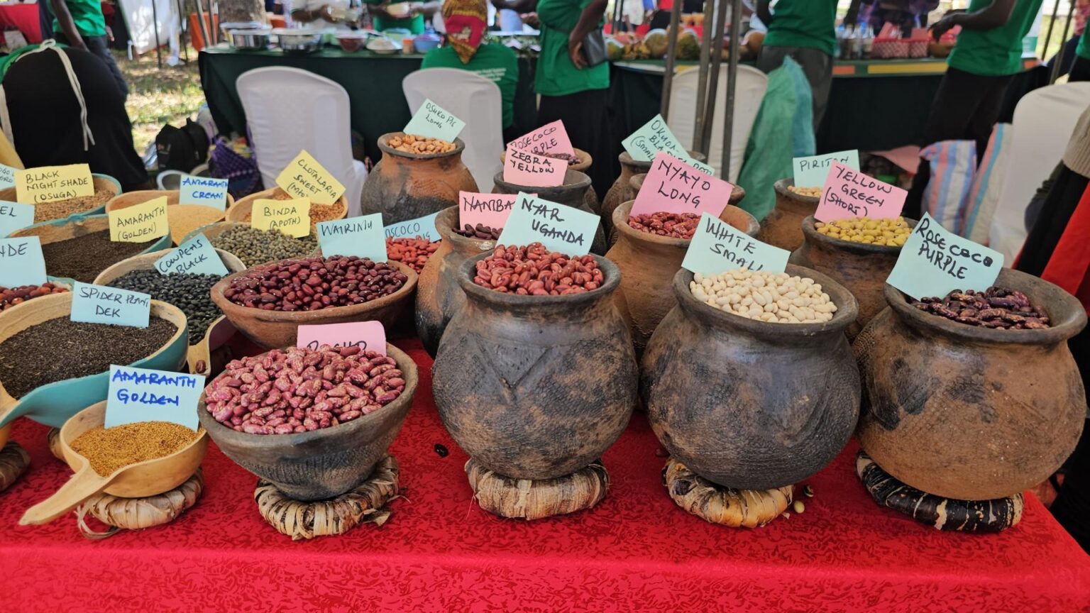 celebrating our seeds food and culture nyando community seed bank hosts the 3rd national indigenous seed and food fair in kenya image 1 1536x864 1