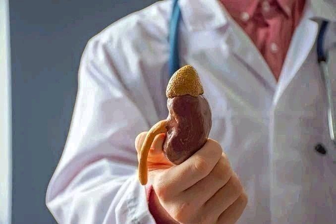 Kidney 1