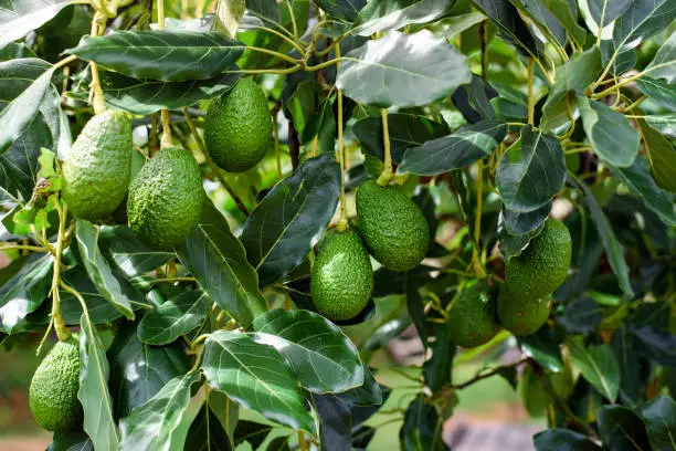 Avacado