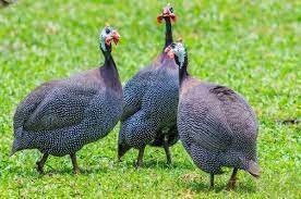 Guinea f