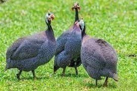 Fowl