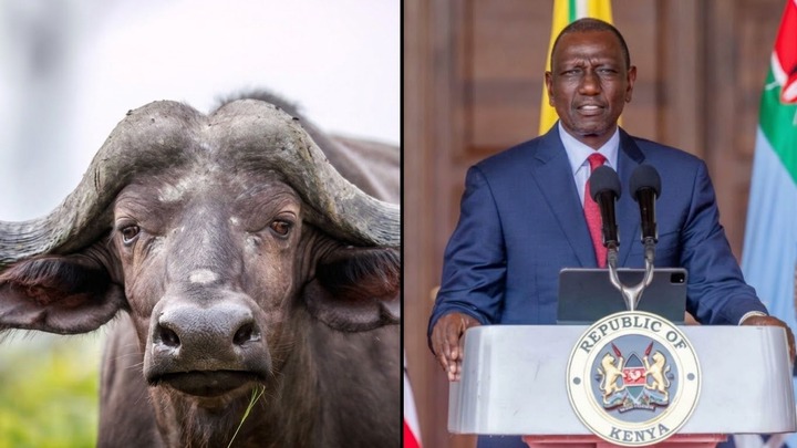 Buffalo